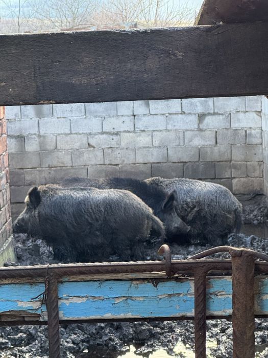 Два мъжки и  един женски нерез