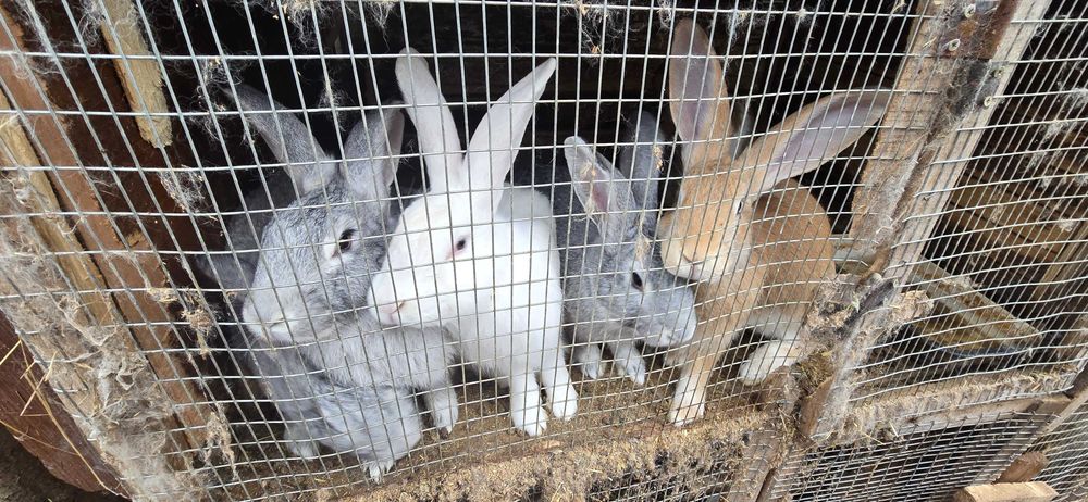 Продавам зайции.