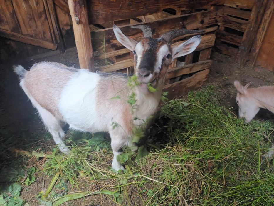 Metis saanen alpină franceza 990 lei, tăpul bun de monta,gestante