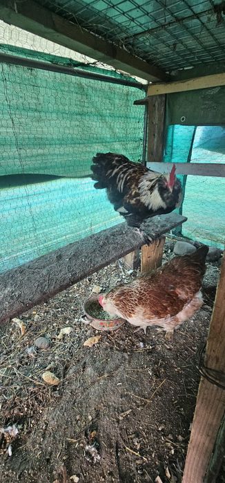 Vând o pereche de Faverolles somon