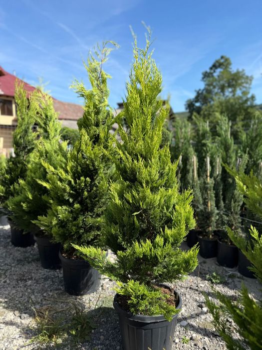 Plante ornamentale orice specie si dimenisiunde oriunde in tara