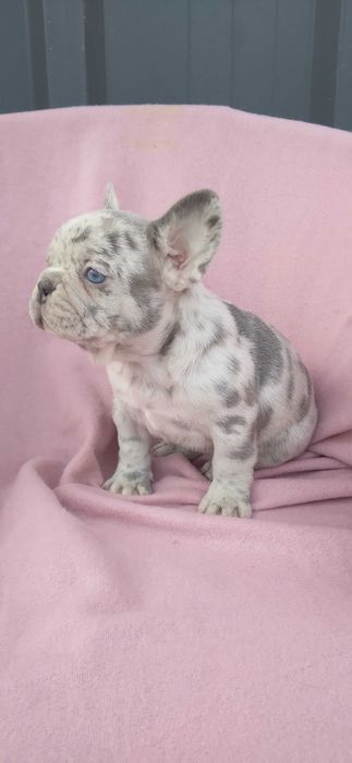 Femeluta bulldog francez lilac merle