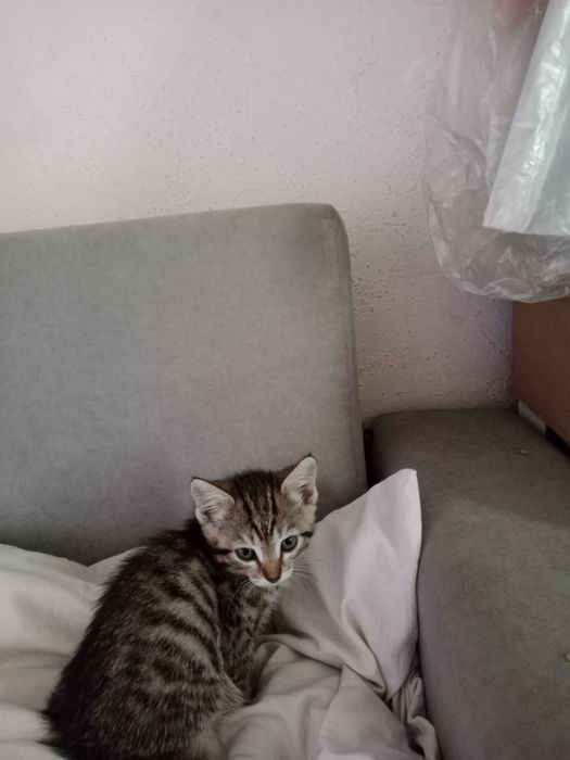 Отдам котят в хорошие руки