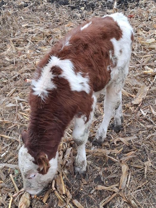 Vând 2 tăurași de 2 luni de pus la vaca semi înțărcați 3700lei bucata