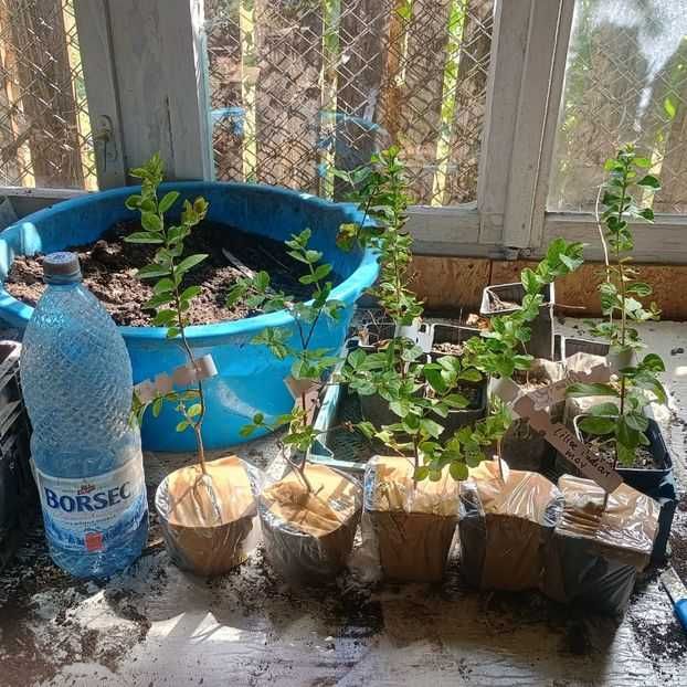 Liliac indian  roz deschis si mov 25-30cm