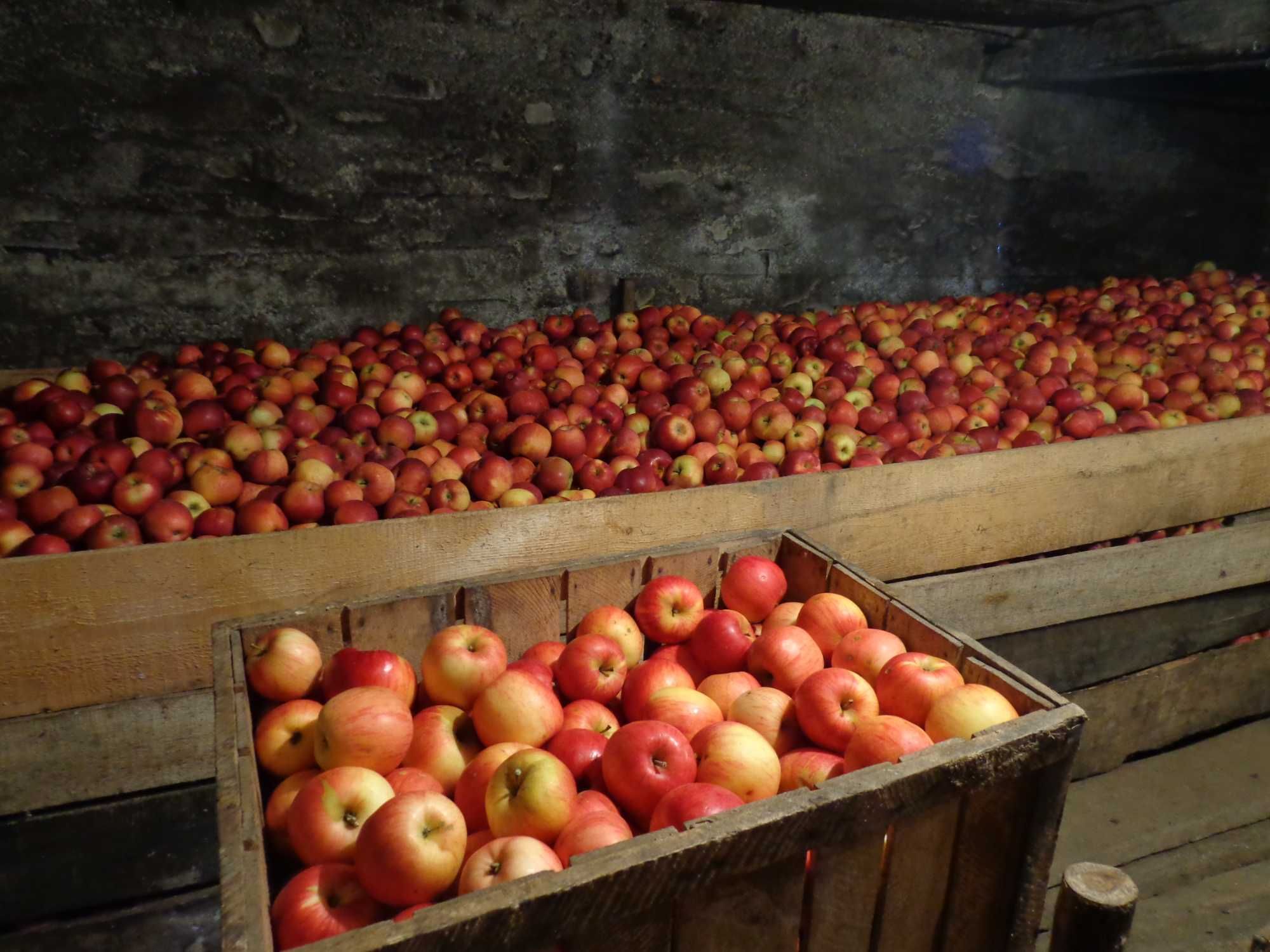 Vand mere mai multe soiuri 1,2  lei/kg