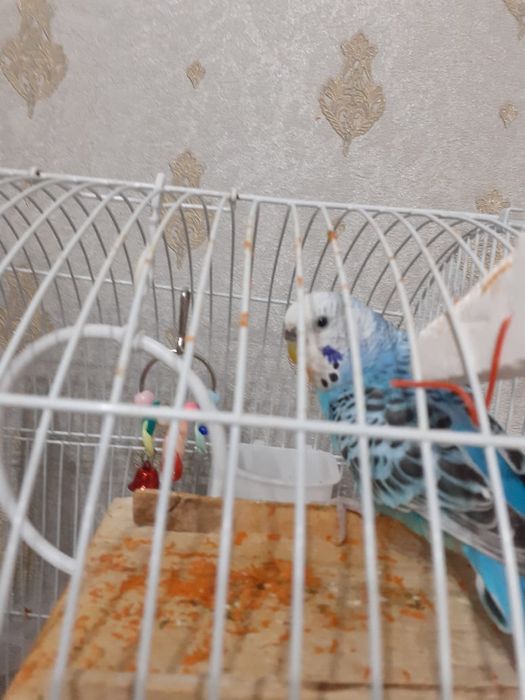 Продам попугаев по договорной цене