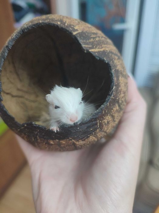 Подарявам джербили