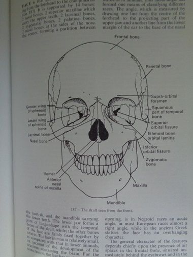 Black's medical dictionary