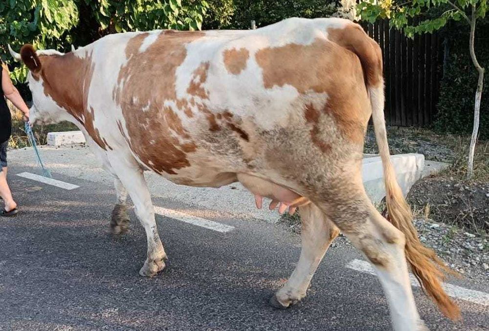 Vaca bălțată româneasca