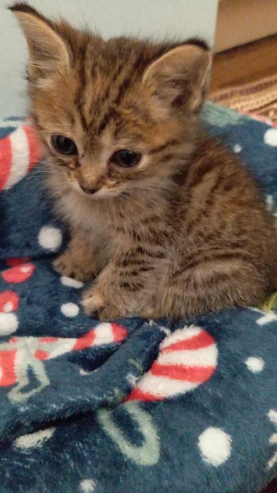 Котëнок, девочка Лили, возраст 1,5 мес