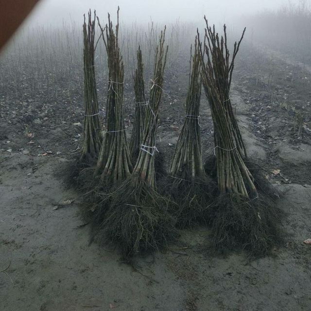 Мевали Кочатлар Савдоси