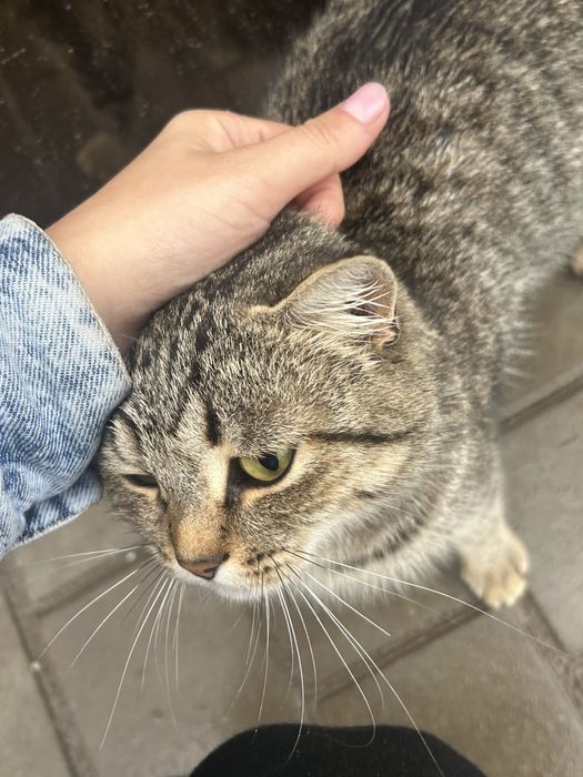 Кошка живет два года на улице