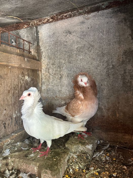 Vând porumbei diferite rase