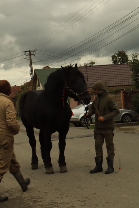 Armăsar de ungaria garantat la orice