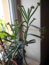 Cactus - begonie (si pui)