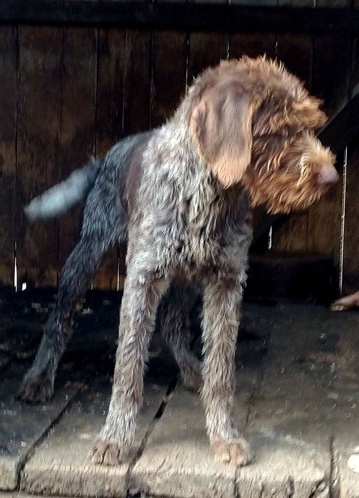 Pui Brac german cu păr sârmos