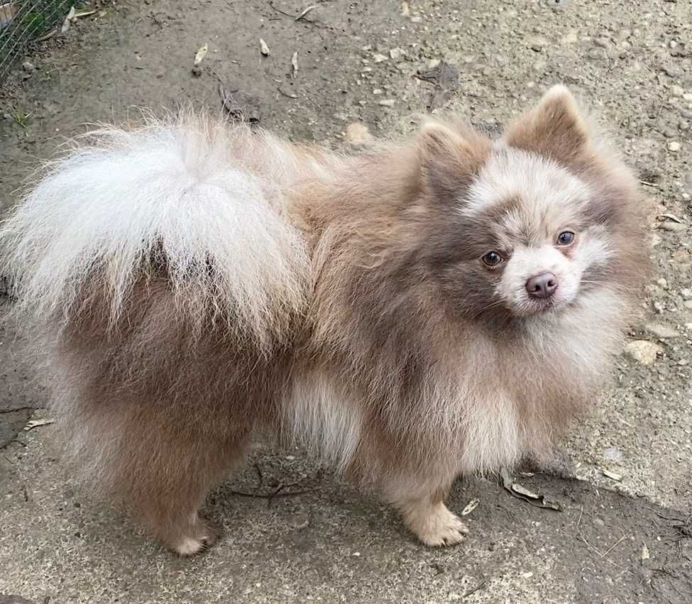 pomeranian, kleinspitz deosebit, cu pedigree