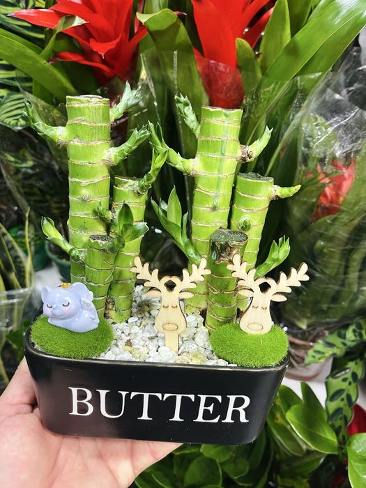 Бамбук подарочный в продаже