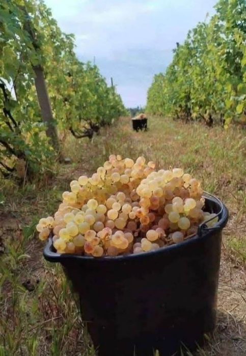 Strugurii de vin