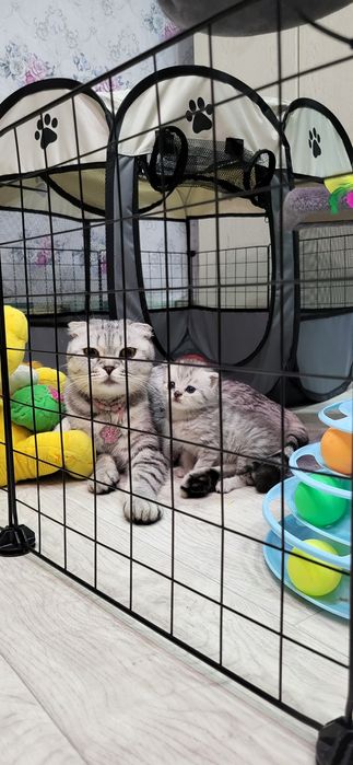 Котёнок, 10 000  последний с помета.