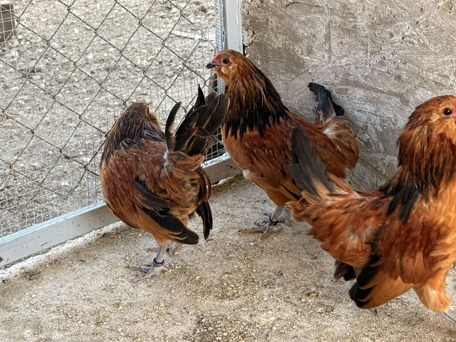 Cocoși Bărboasă de Anvers