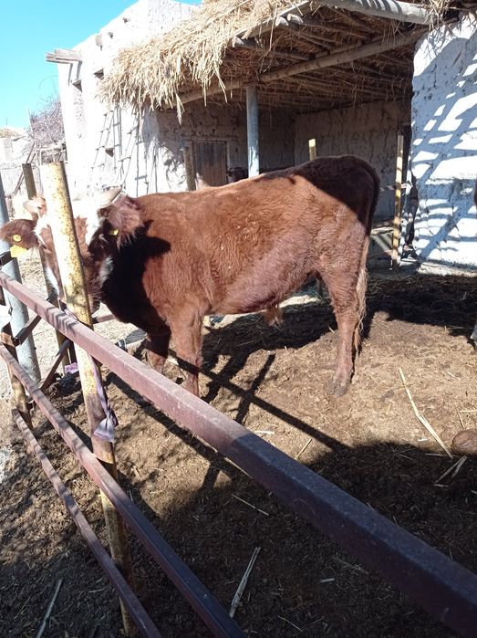 саглом бокишга тайор