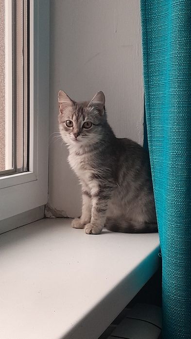 Отдам котенка девочка