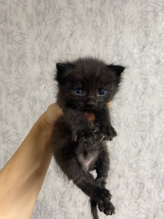 Котята, 2 мальчика