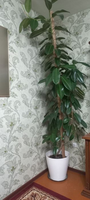 Фикус Гул сотилади 2,5 метр