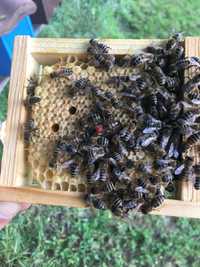Биологични Пчелни майки и Отводки за сезон 2024 (ДБ, МК и ФР)