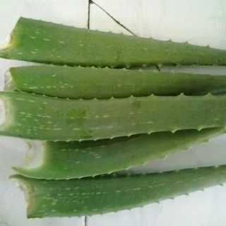 Алоэ (алое) Лечебное, крупное. Есть доставка