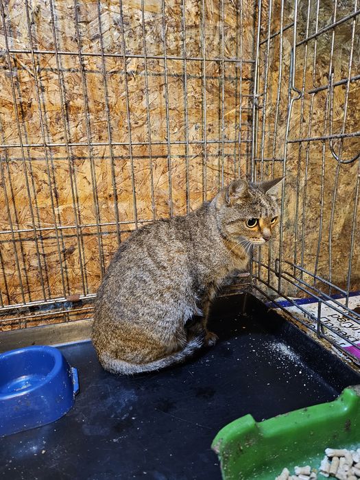 Отдам кошку в добрые руки.