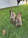 Donez căței Ciobănești Belgieni Malinois