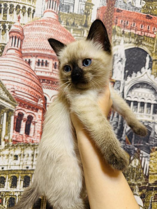 Сиамские котята маленькие