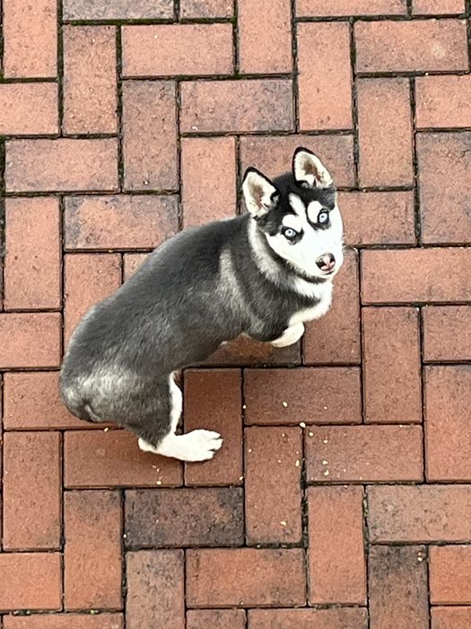 Catelusă husky 3 luni