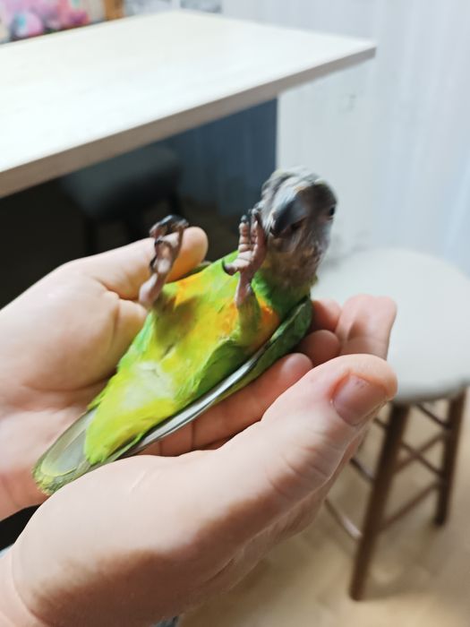 Vând papagal Senegal blând oferta