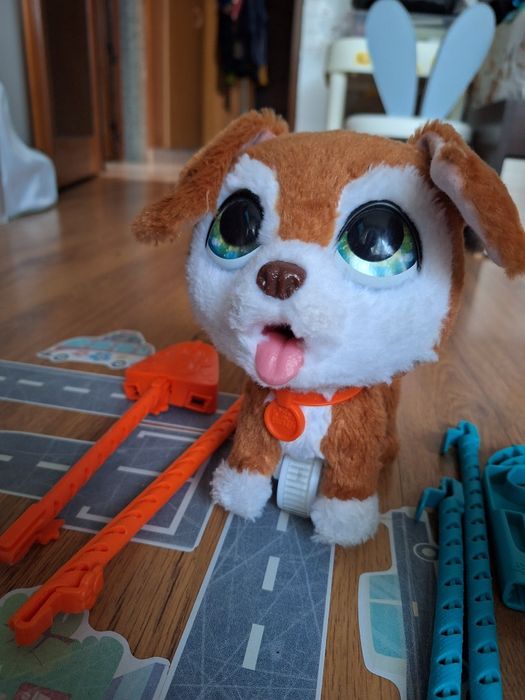 Куче и коте с повод