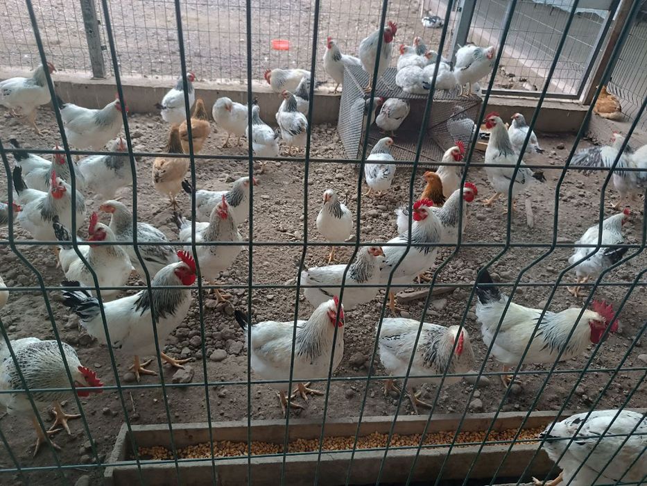 Продам курей Адлерская