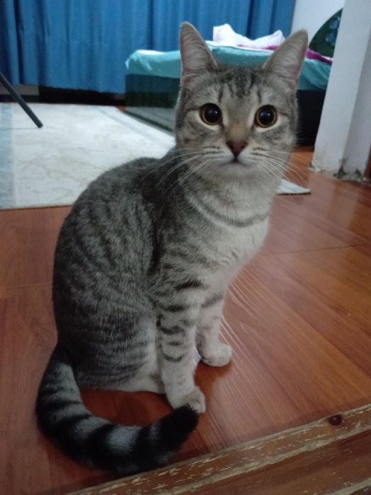 Домашний котёнки