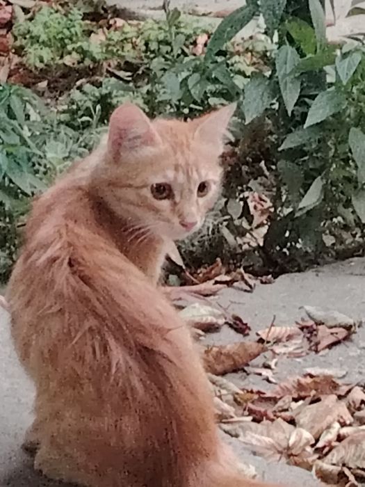 Котята кошка в добрые руки
