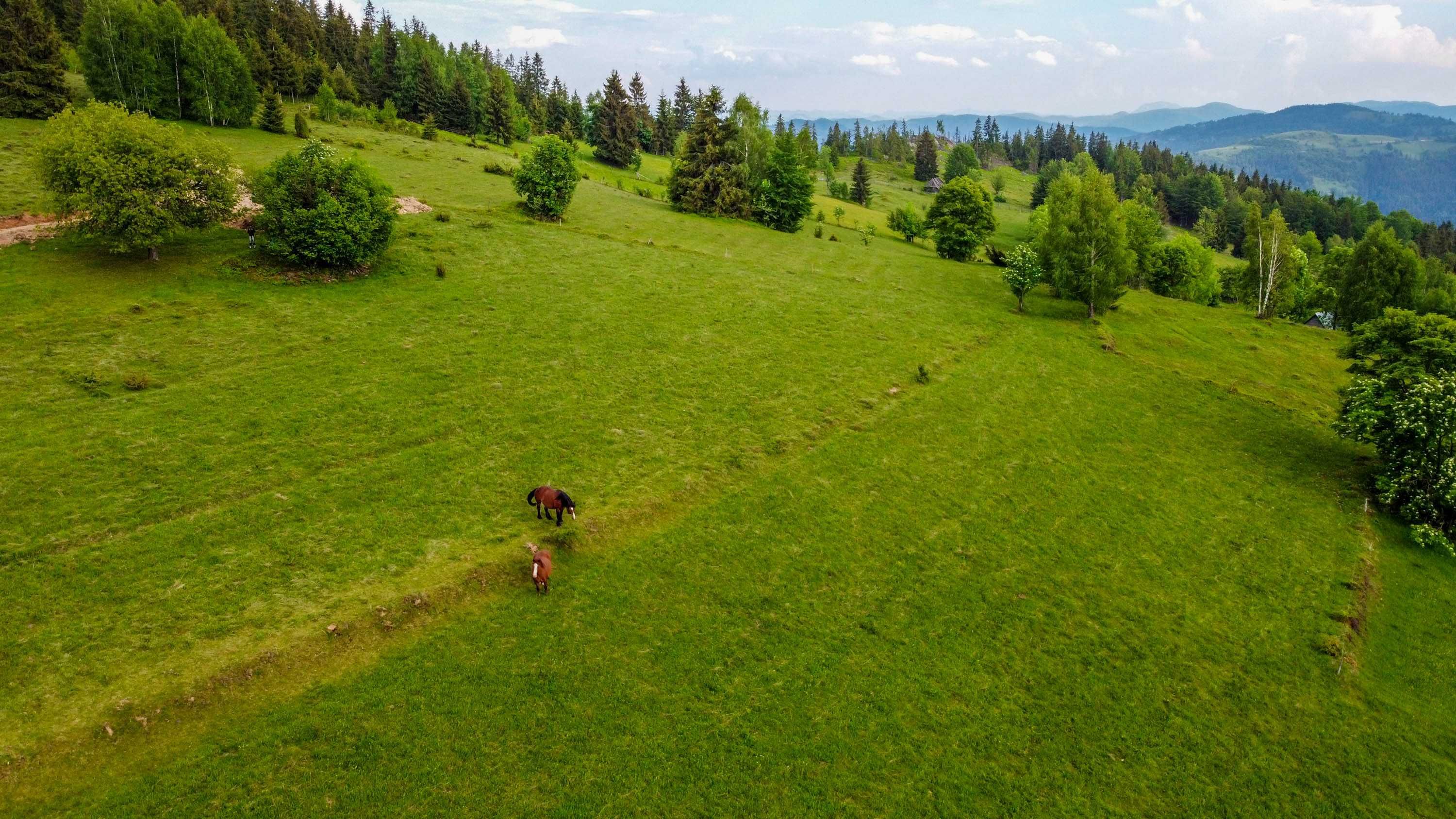 Teren cabana in Apuseni