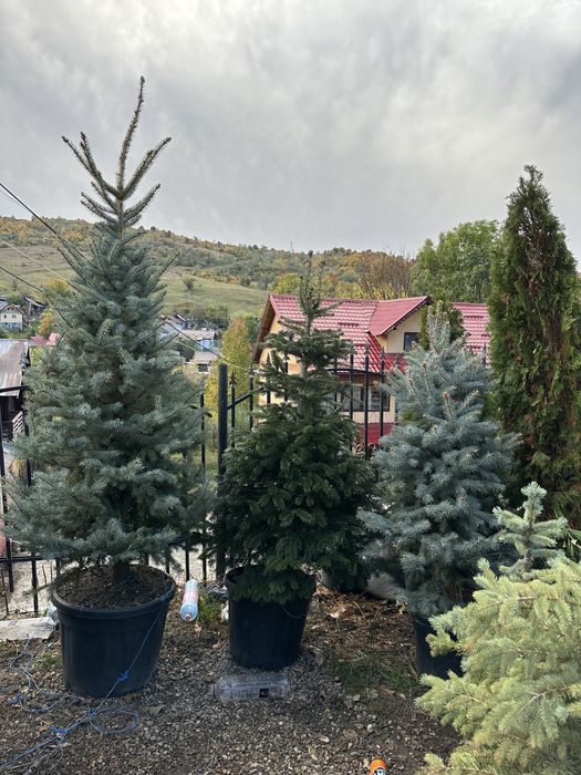 Brazi la balot sau ghiveci