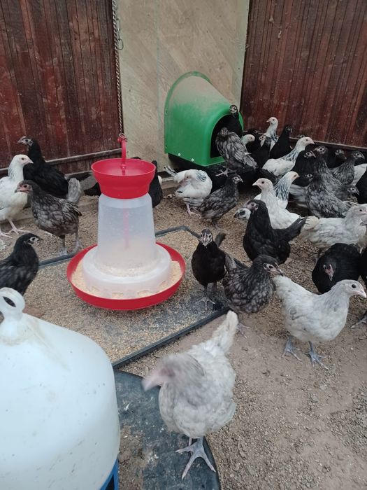 Pui australorp negru albastru și splash