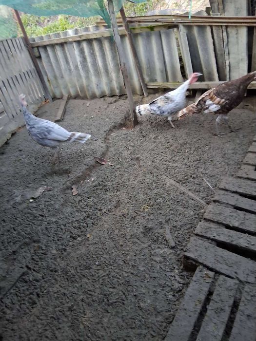 Продавам домашни пуйки.