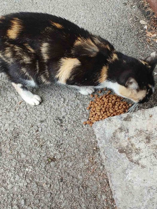 Женско котенце търси дом