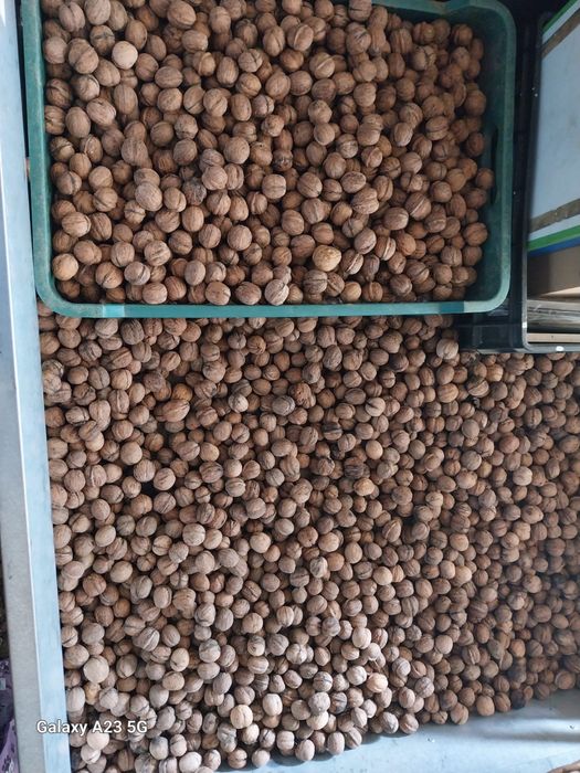 Nuci cu coaja, pret per kg