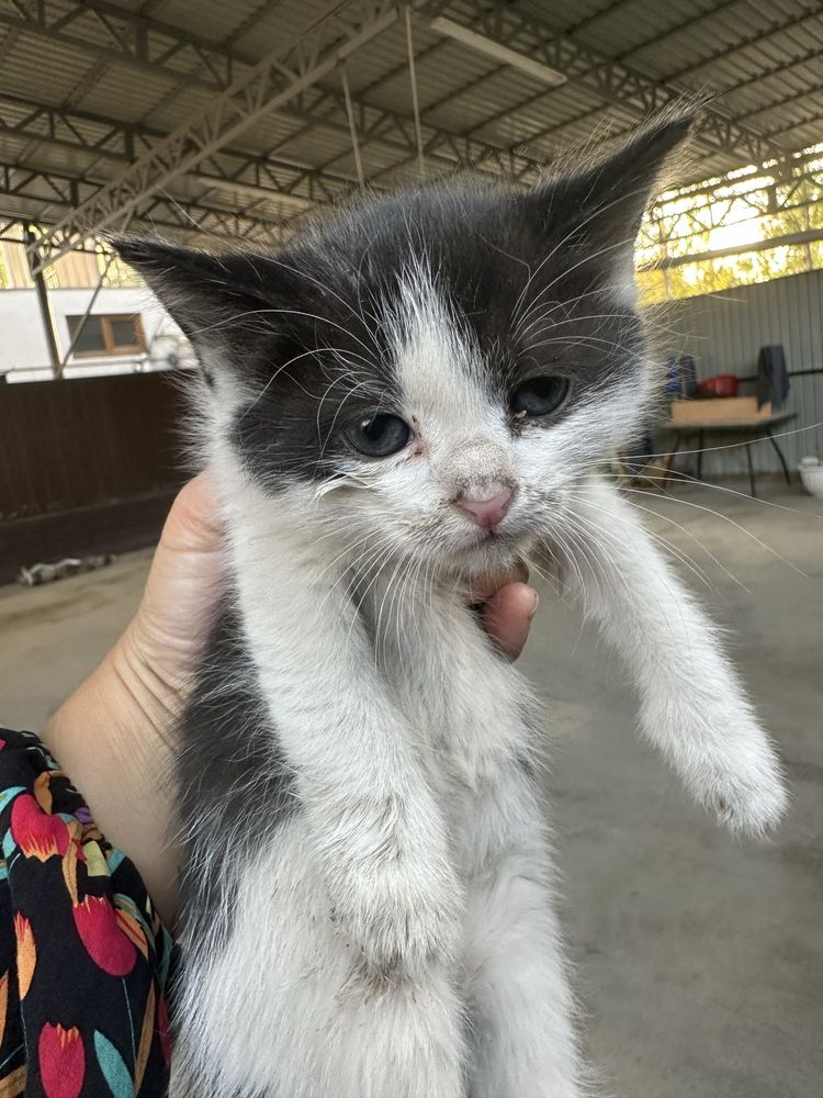Отдам беслпатно котят
