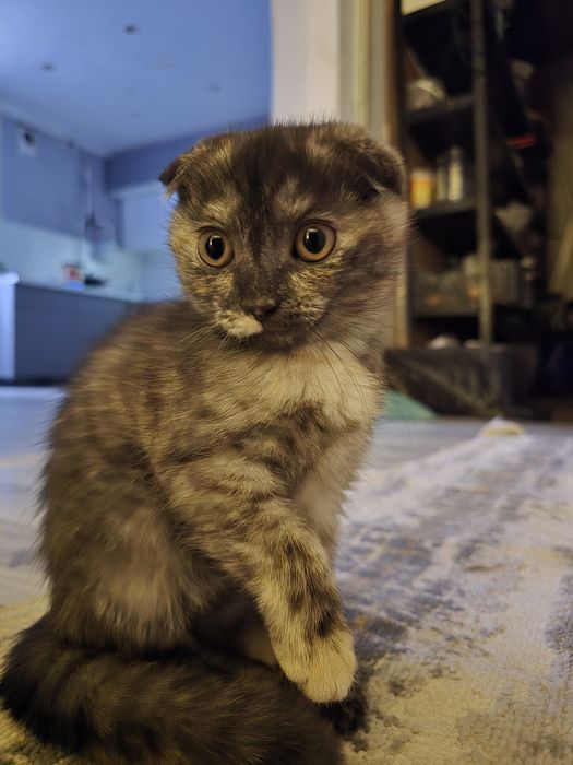 Отдам котенка в добрые руки