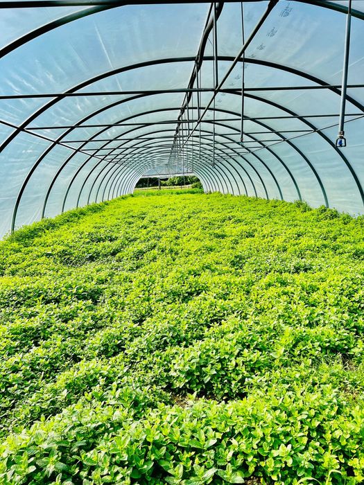 Sere , solarii , arcade